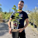 Magnólia (Magnolia soulengeana x liliflora) ´GENIE´ ® - výška 60-80 cm, kont. C5L (-24°C) - kvitnúca 2x ročne